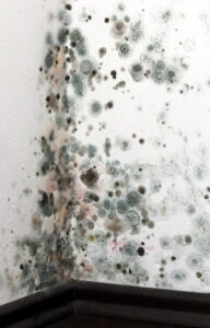 mold-growing-on-an-interior-wall